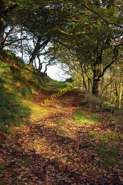 Photo 6"x4" Footpath in Foster Wood Colden Clough Hebden Bridge c2006