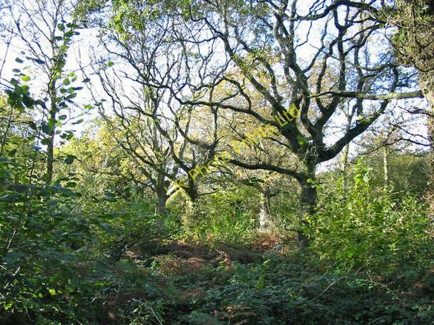 Photo 6"x4" Hazel coppice with oak standards Hillcombe Coppice Dorset Durweston c2006