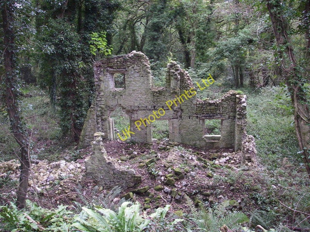 Photo 6"x4" Ruin dwarfed by trees Rousdon c2006