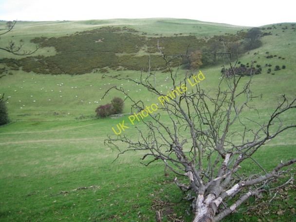Photo 6"x4" A fallen tree with Cefn Du in the background Graig\/SJ0872 c2006