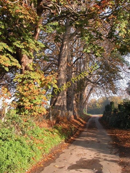 Photo 6"x4" Chestnut trees by Showborough House Hill End\/SO9037 c2006
