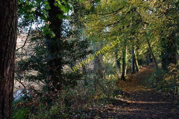 Photo 6"x4" Castleroe Wood near Coleraine Coleraine c2006