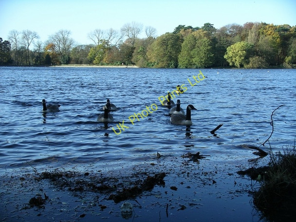 Photo 6"x4" Geese on the lake, Wollaton Park Beeston\/SK5236 c2006
