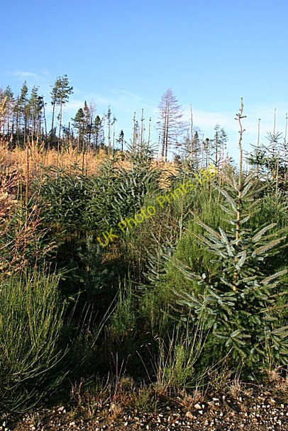Photo 6"x4" Colourful Conifers Aultmore\/NJ4053 c2006