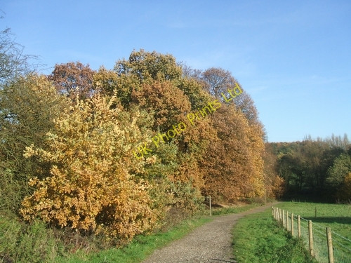 Photo 6"x4" Autumnal Oaks Bushbury\/SJ9203 c2006