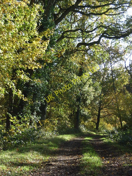 Photo 6"x4" Wallfield Copse East Green\/SU7944 c2006