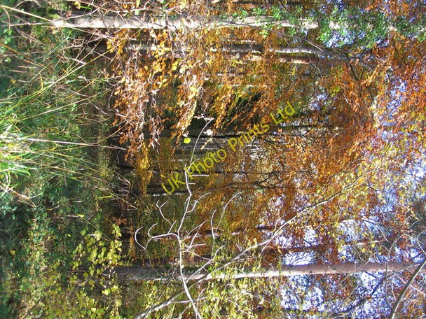 Photo 6"x4" Autumn Gold at Little Bradley Wood Gare Hill c2006