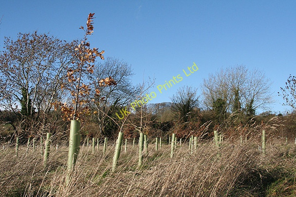 Photo 6"x4" Southstoke: Millennium Wood Midford c2006