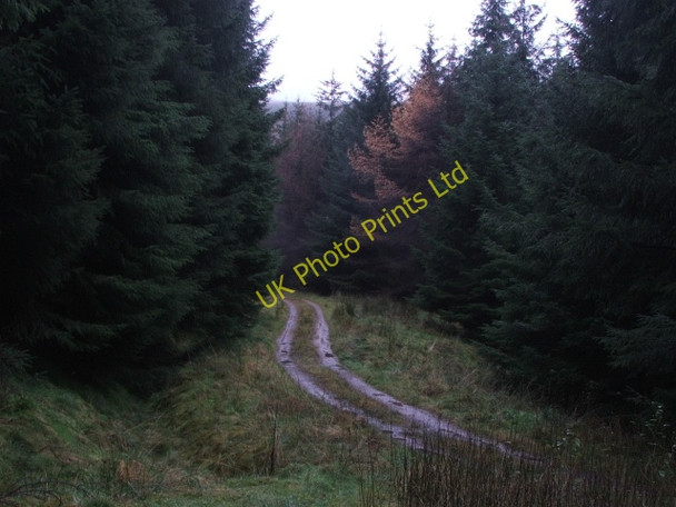 Photo 6"x4" Forest Track in Raydale. Stalling Busk c2006