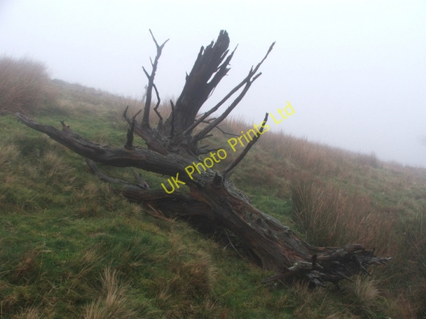 Photo 6"x4" Dead Tree on the Hillside. Oughtershaw c2006