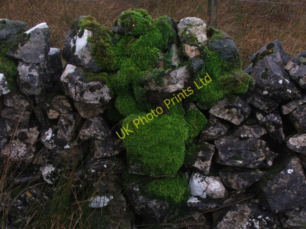 Photo 6"x4" Moss Growing on Drystone Wall. Beckermonds c2006