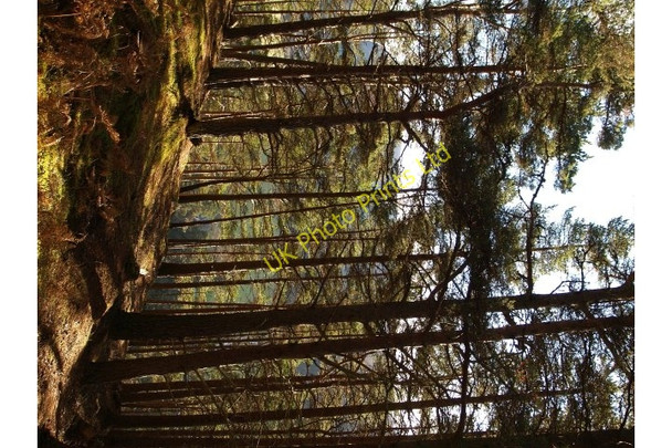 Photo 6"x4" Pine trees, Creag Bhalg Braegarie c2006