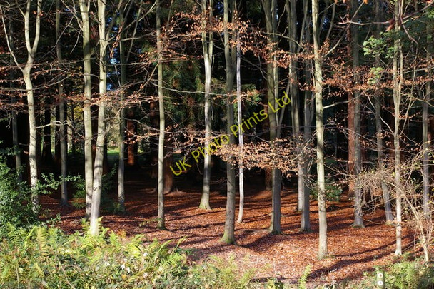 Photo 6"x4" Queenswood Country Park Hope under Dinmore c2006