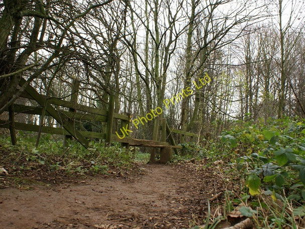 Photo 6"x4" Roseland Wood near Scarcliffe Scarcliffe c2006