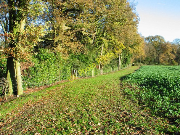Photo 6"x4" Path near Vale Royal Abbey Moulton\/SJ6569 c2006