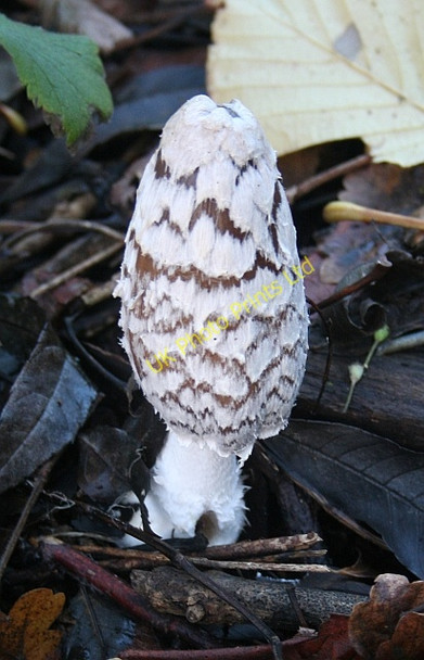 Photo 6"x4" Shaggy Inkcap in December Upper Welland c2006