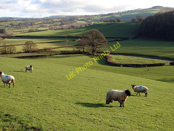 Photo 6"x4" Pasture at Rhiwbrongelly Llanidloes c2006
