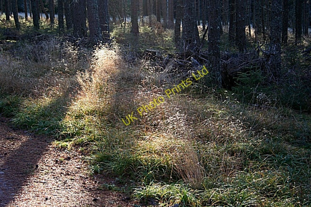 Photo 6"x4" Forest Light Orton\/NJ3153 c2006