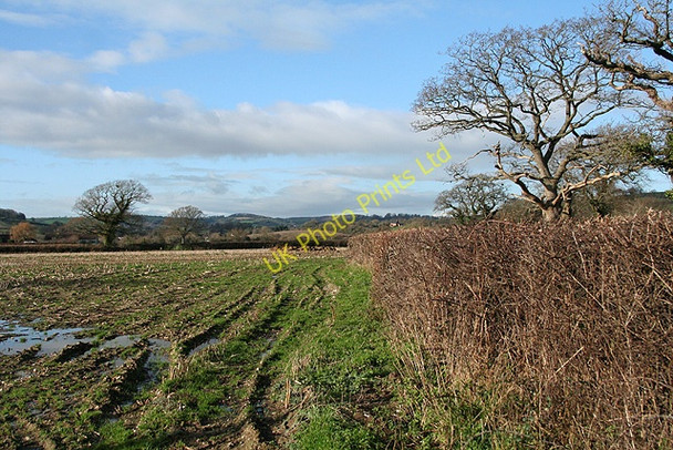 Photo 6"x4" Musbury: near Millands Farm Maidenhayne c2006