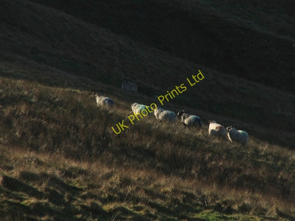 Photo 6"x4" Sheep on West Fell. Stalling Busk c2006