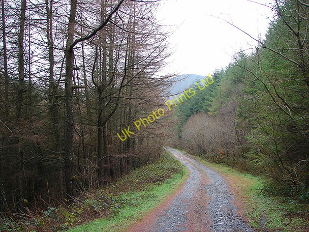 Photo 6"x4" Forestry track near Hengwm-cyfeiliog Aberhosan c2006