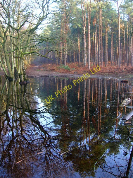 Photo 6"x4" Pond, Wiggonholt Common Wiggonholt c2006