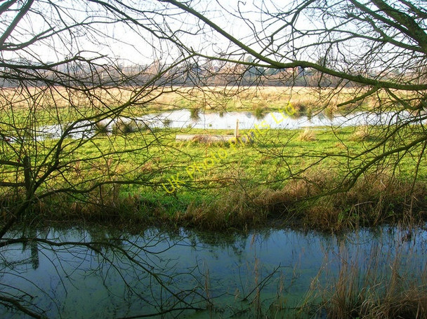 Photo 6"x4" Old Canal near Coldwaltham Coldwaltham c2006