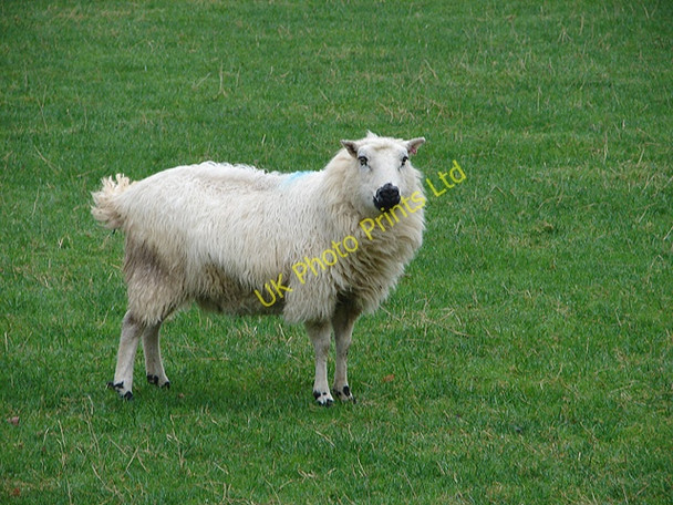 Photo 6"x4" Rheidol Valley on Christmas Day Nantyronen Station c2006
