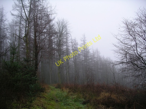 Photo 6"x4" Misty trees Brydekirk c2006