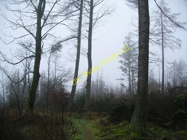 Photo 6"x4" Trees in mist Brydekirk c2006
