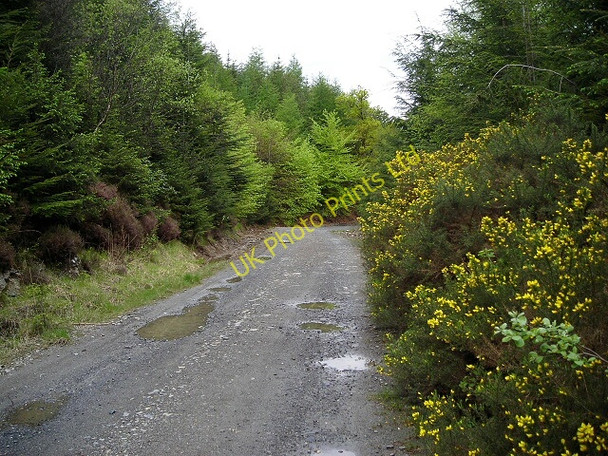 Photo 6"x4" Track in Kirroughtree Forest Stronord c2007