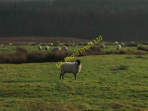 Photo 6"x4" Moorland Sheep. Blawath Beck c2006