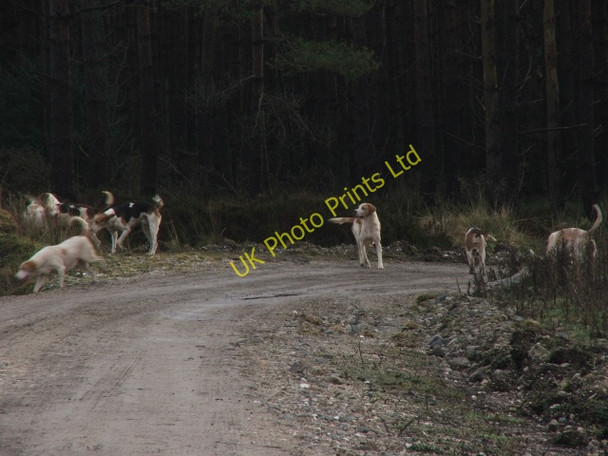 Photo 6"x4" Pack of Hounds on Middleton Moor. Black Moor Rigg c2006