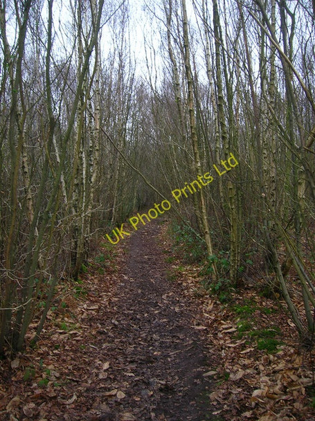 Photo 6"x4" Malthouse Wood Rye Foreign c2006