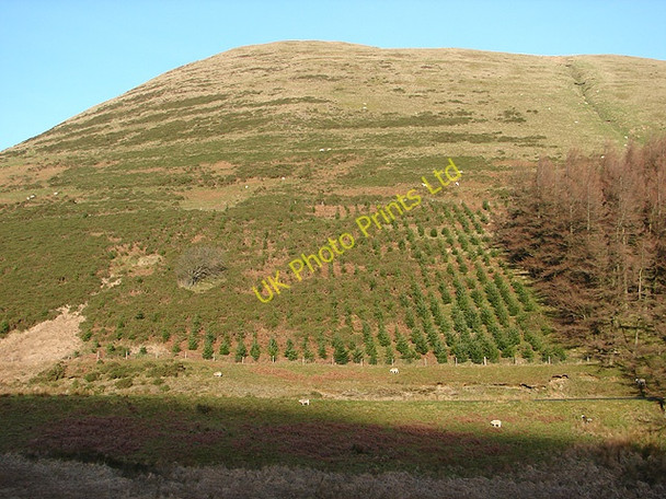 Photo 6"x4" Sheep and new forestry on the slopes of Y Foel Pont Rhydgaled c2006