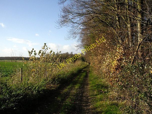 Photo 6"x4" Track by Crawley Down wood Chilbolton Down c2006