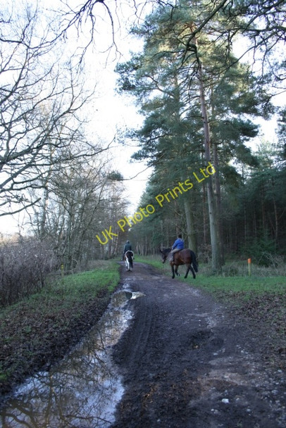 Photo 6"x4" Horse riders, Thetford Forest Santon Downham c2007
