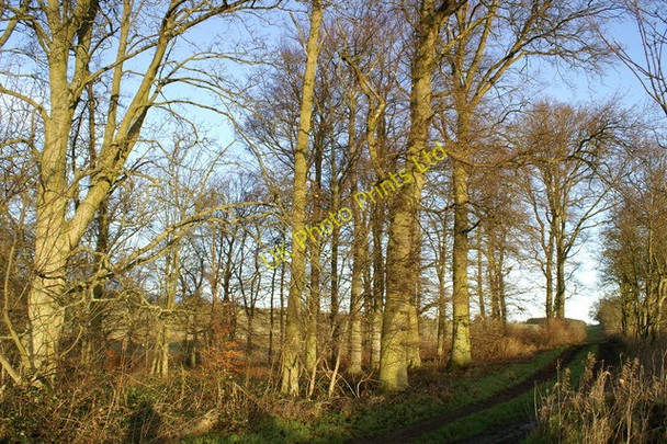 Photo 6"x4" Winter Woodland High Trewhitt\/NU0005 c2007