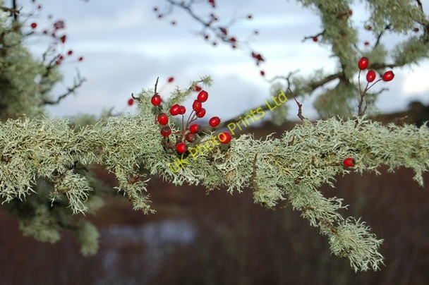 Photo 6"x4" Berries and Lichen Carbost\/NG4248 c2007
