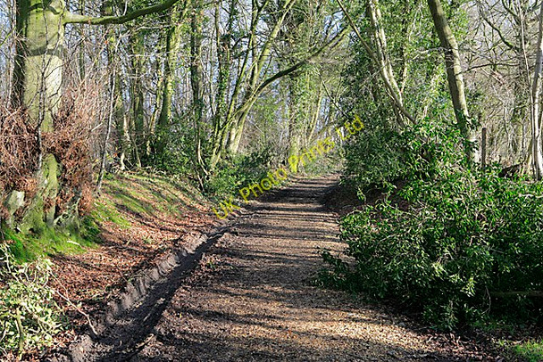 Photo 6"x4" Gullet Lane byway passing through Gullet Wood North Street\/SU6433 c2007