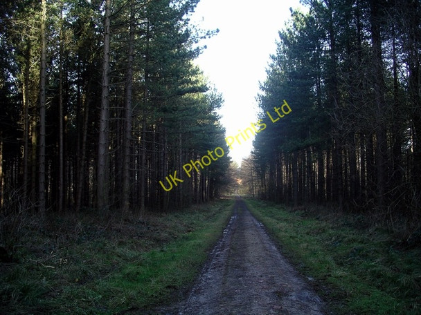 Photo 6"x4" Track, Morning Springs wood 2 Greasley\/SK4947 c2007
