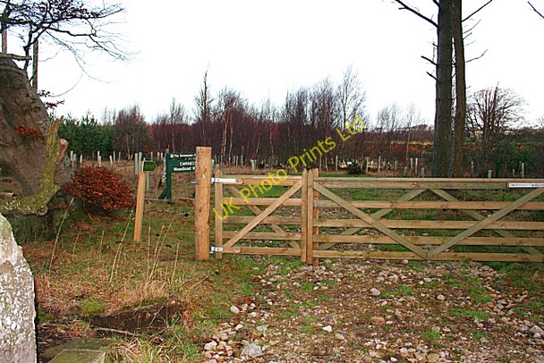 Photo 6"x4" Cairness Wood Fiddler's Green\/NK0459 c2007