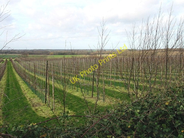 Photo 6"x4" View across a new orchard, Wenderton Lane. Broomhill\/TR2458 c2007