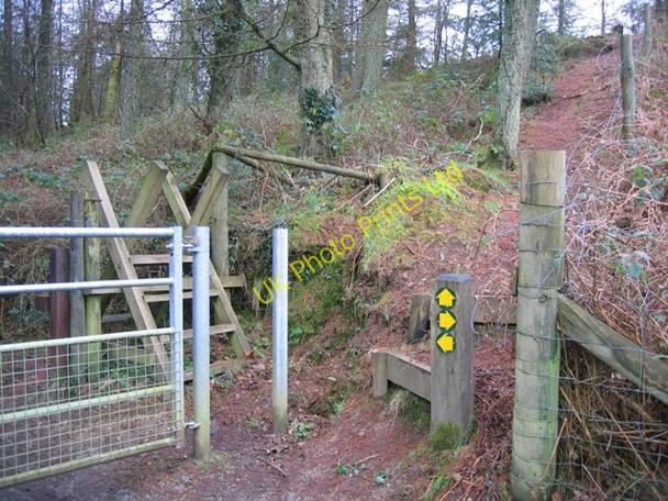 Photo 6"x4" Forestry Footpaths Llanddona c2007