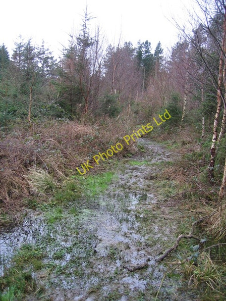 Photo 6"x4" A Boggy Path in Pentraeth Forest Llanddona c2007