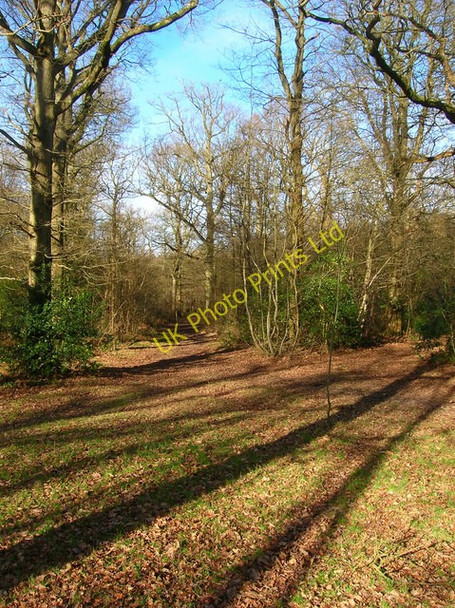Photo 6"x4" Moat Wood East Hoathly c2007