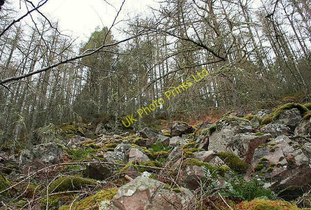 Photo 6"x4" The moss clad larches on Romach's steep north shore. Moor of Granary c2007