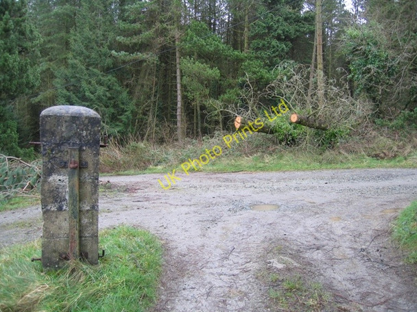 Photo 6"x4" Track Junction in Pentraeth Forest Llanddona c2007
