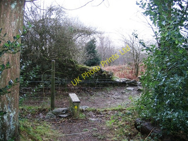Photo 6"x4" Forest Boundary Pentraeth c2007
