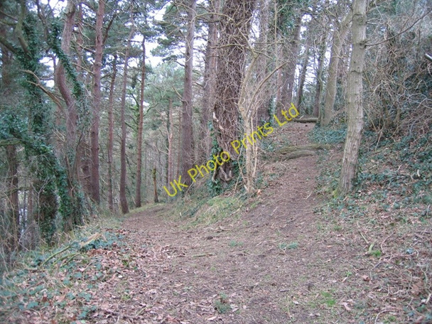 Photo 6"x4" Footpaths through Coed y Cra Flint\/Y Fflint c2007